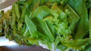 Healthy, green, fresh lettuce with no garden dirt