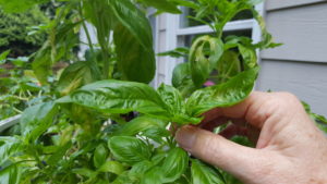 Growing basil required hand pinching off basil plant