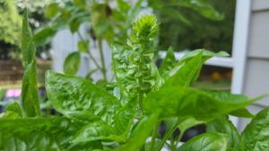 Growing basil about to flower