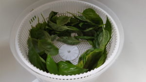 Basil leaves in a salad spinner