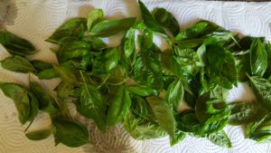 Basil leaves on paper towels