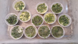 Grow Basil - then freeze in small lidded-cups
