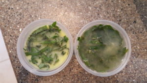 Basil with olive oil (left) and basil with lemon juice (right)