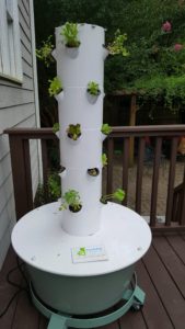 Tower garden showing seedling growth after one week
