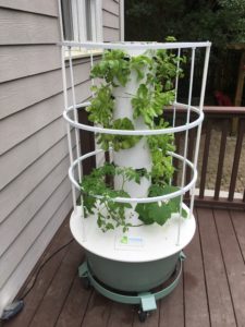 Tower Garden showing 5-week-old seedling growth