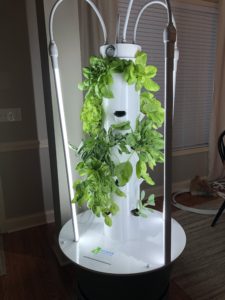 Indoor garden with lettuce