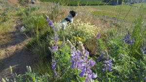 Dog in flowers