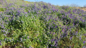 Purple flowers