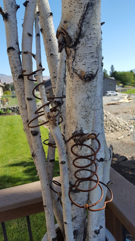 Bed springs on birch limbs