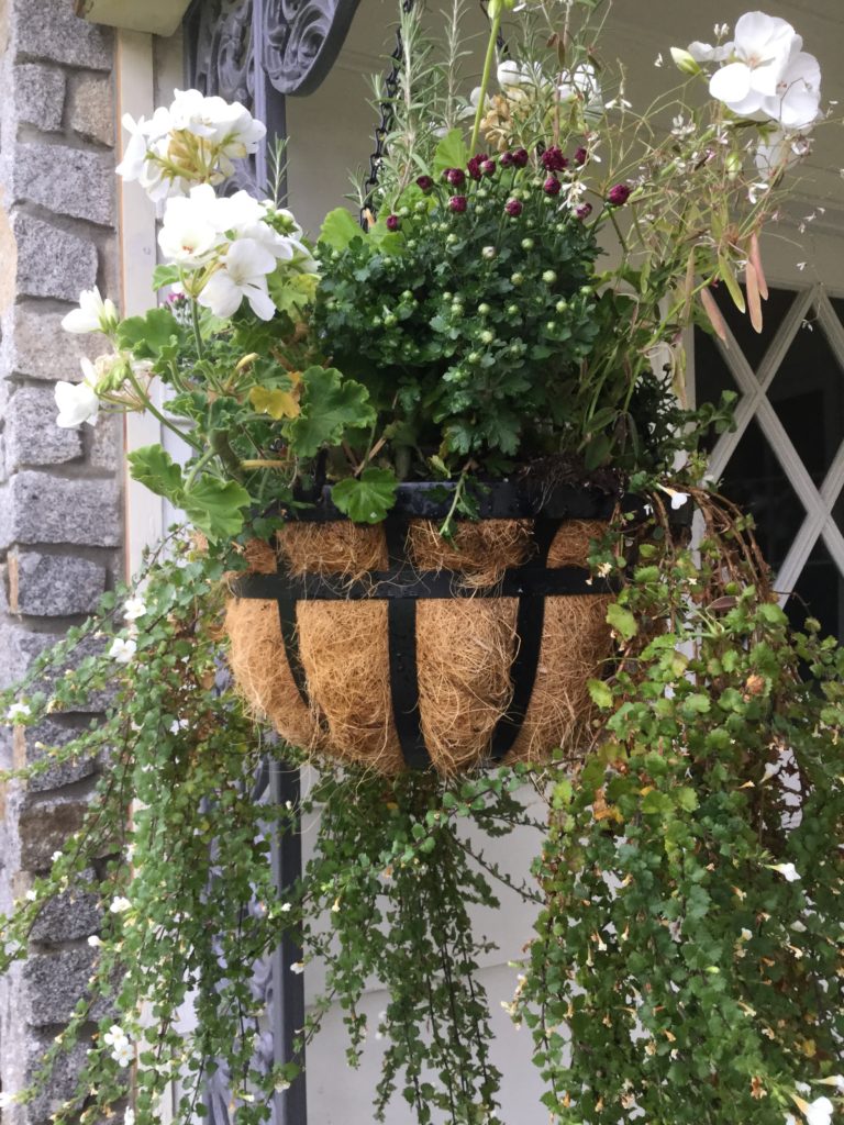 mums in hanging baskets | Whatsoever Design