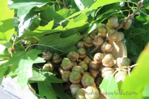 centerpieces foraging - acorns