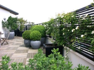 Pots of boxwoods on a rooftop terrace
