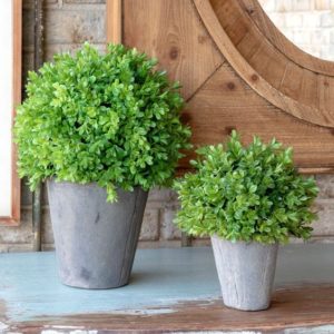 Boxwoods planted in galvanized buckets