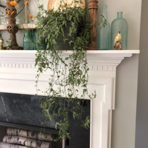 Hanging ivy plant is part of a mantel decoration