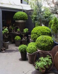 Boxwoods planted in a variety of pots