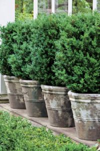 boxwoods in old clay pots