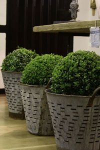 Boxwoods in antique tin baskets